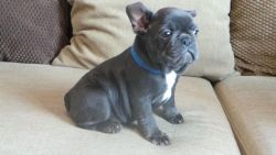 Kc French Bulldog Male Puppy For Sale