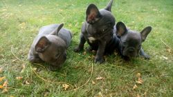 Beautiful Kc Registered Blue French Bulldog Pups
