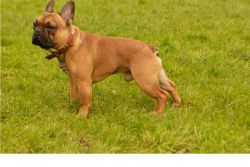 Fawn red french bull dog