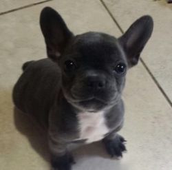 Charming Blue French Bulldog Puppies For Sale