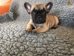 Adoeable French Bulldog Puppy For Lovely Homes