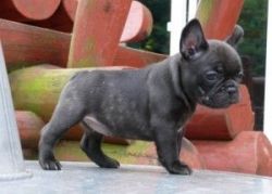 French bulldog pups forn sweet home
