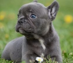 Blue Pied French Bulldog Puppies