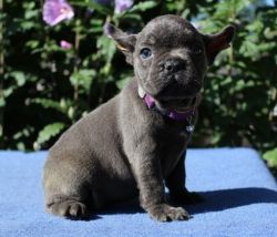 french bulldog puppies for adoption