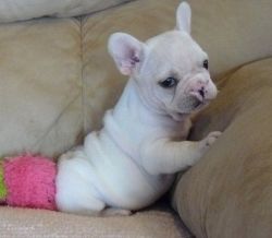 french bulldog puppies for sale