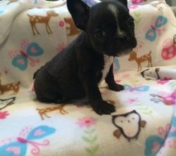 French Bulldog puppies for sale.
