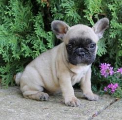Atlas - French Bulldog Puppy For Sale