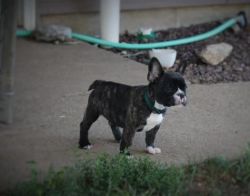 Jackson - French Bulldog Puppy For Sale