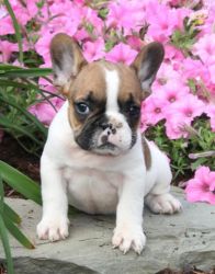 Sandy - French Bulldog Puppy For Sale