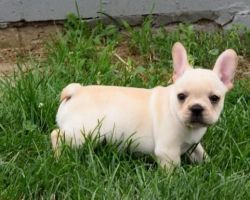 Bentley - French Bulldog Puppy For Sale