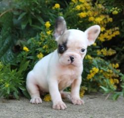 Pixie - French Bulldog Puppy For Sale
