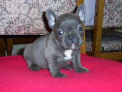 french bulldog puppies for adorable homes