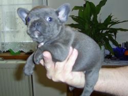 amazing french bulldog puppies for adorable homes