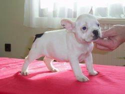 French Bulldog Puppies For Lovely Homes