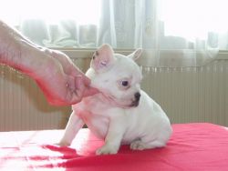 Lovely French Bulldog Puppies For Lovely Homes
