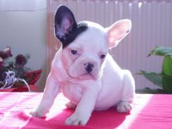Amazing French Bulldog Puppies For Lovely Homes
