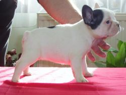 Maverlous French Bulldog Puppies For Lovely Homes