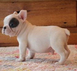 Adorable French Bulldog Puppies For Adoption.