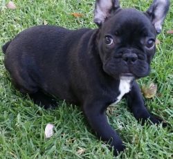 French bull dog puppies ready