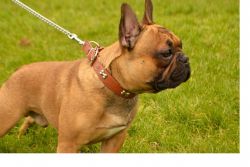 Fawn red french bull dog reay