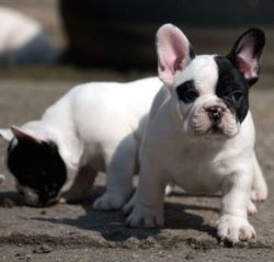 Well Trained Male And Female French Bulldog Pups