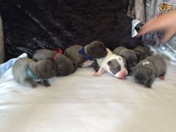 Beautiful Blue And Blue Pied Frenchies