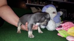 Stunning Kc Reg Fawn French Bulldog Puppy Boy