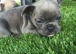 I have a beautiful litter of french bulldog
