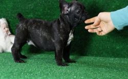 Lovely French Bulldog Puppies For Sale .