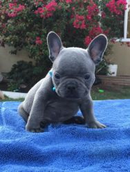 Gorgeous French Bulldog For Sale