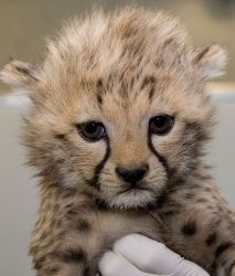 Cheetah Cubs for sale