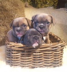 Stunning Red Fawn French Bulldogs