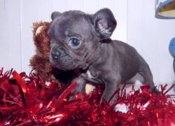Kc French Bull Dog For Sale