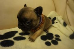 Lovely Frenchies For Sale