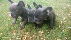 Cute Litters of Blue Blood French Bulldogs Available for Sale