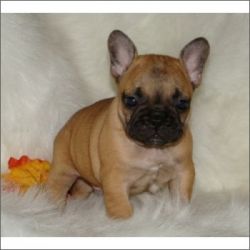 French Bulldog Puppies for Sale.