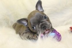 French Bulldog Breeder with puppies for sale