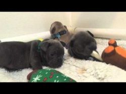 Stunning French bulldog puppiess for re-homing