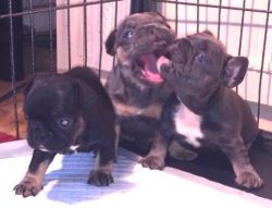 chunky compact quality French bulldog puppies
