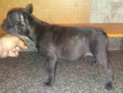 Female frenchie available