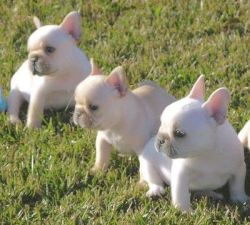 French Bulldog Pups, Ready To Leave