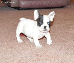 Stunning male and female Celabrity French Bulldog Puppies
