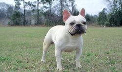 akc female french bulldog for sale