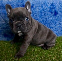 Health Tested Parents Multi Champion french bulldogs puppies for sale