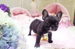 Beautiful male and female tea cup french bull puppies now available