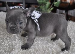 Cute Blue French Bulldog Pups For Sale