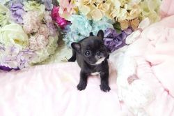 Beautiful male and female french bull pups ready