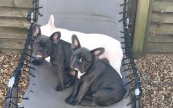 two french bulldog puppies available to go to their now home