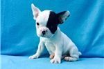 adorable french bulldog puppies available!!!