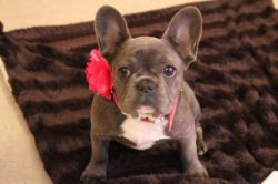 Blue Frenchie Bitch For Sale